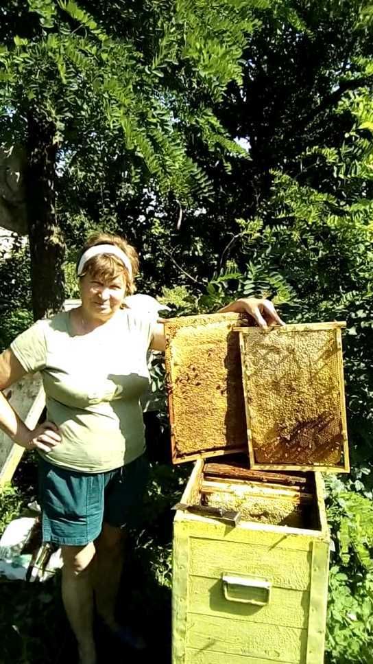 Бджолосім'ї .Бджоли .Відводки .Отводки. Пчелосемьи На украінську рамку