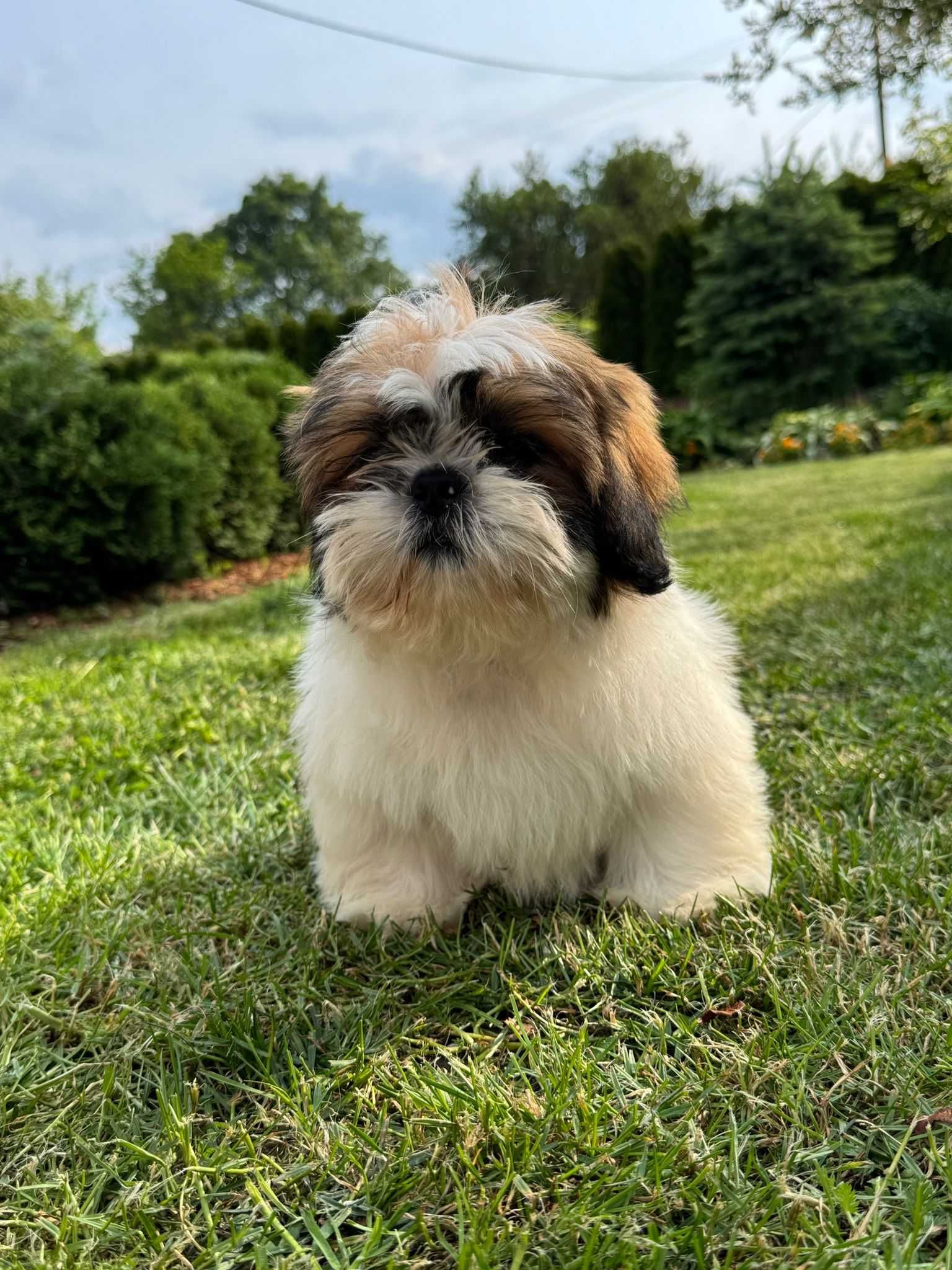 Piesek Shih-Tzu Tricolor • GOTOWY DO ODBIORU •