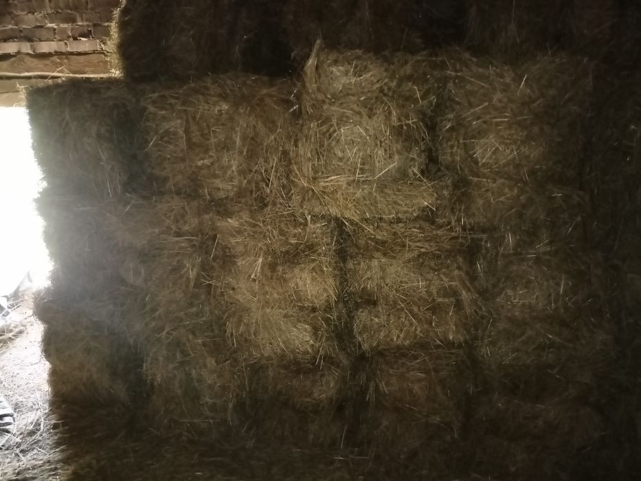 Siano w kostkach - dla zwierząt