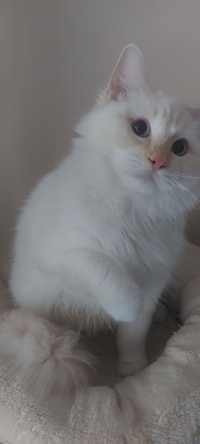 Kot Ragdoll adopcja