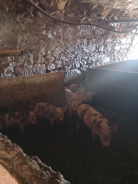 Vendo leitões para criar