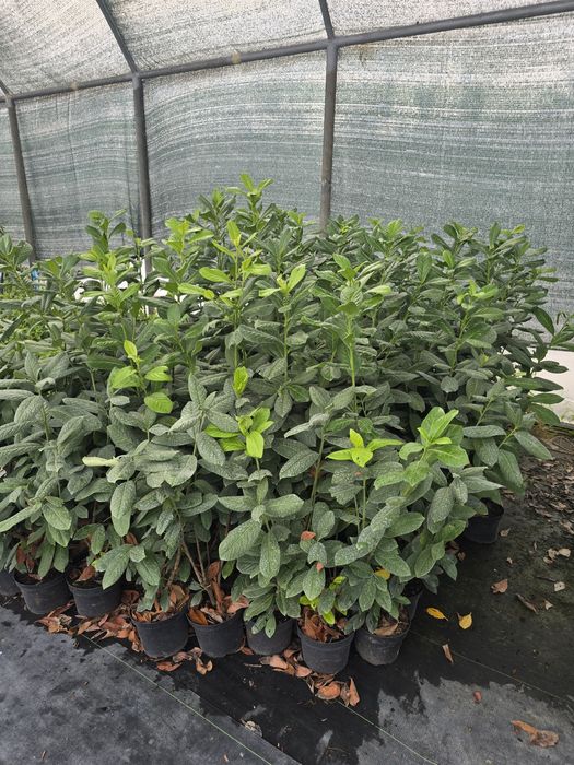 Laurowisnia Novita, Etna ,Otto  Luyken
Zapraszamy 
Zawichost ul.Trojca