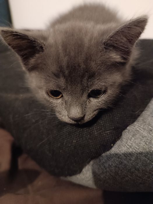 Kotki do adopcji