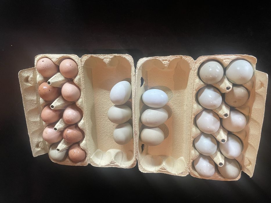 Домашнее куриное яйцо