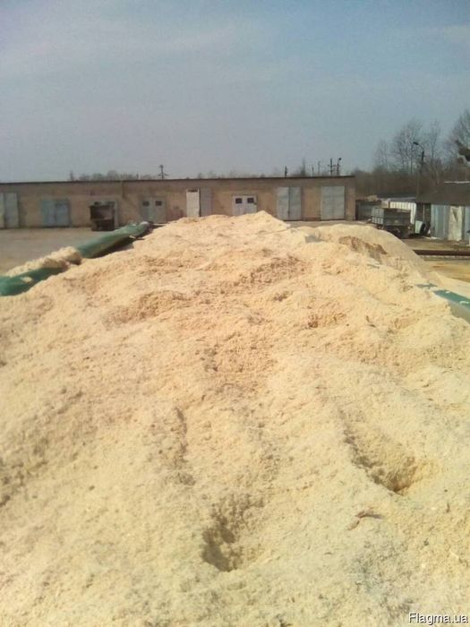 Тирса соснова постійно