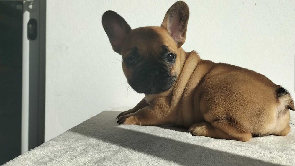 Bulldog Francês Fêmea com LOP e Afixo