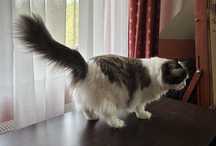 Kotka ragdoll  słodka Agatka