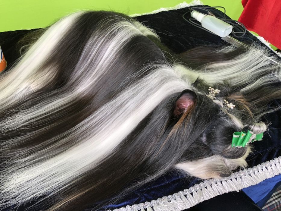 Вязка бивер Йорк