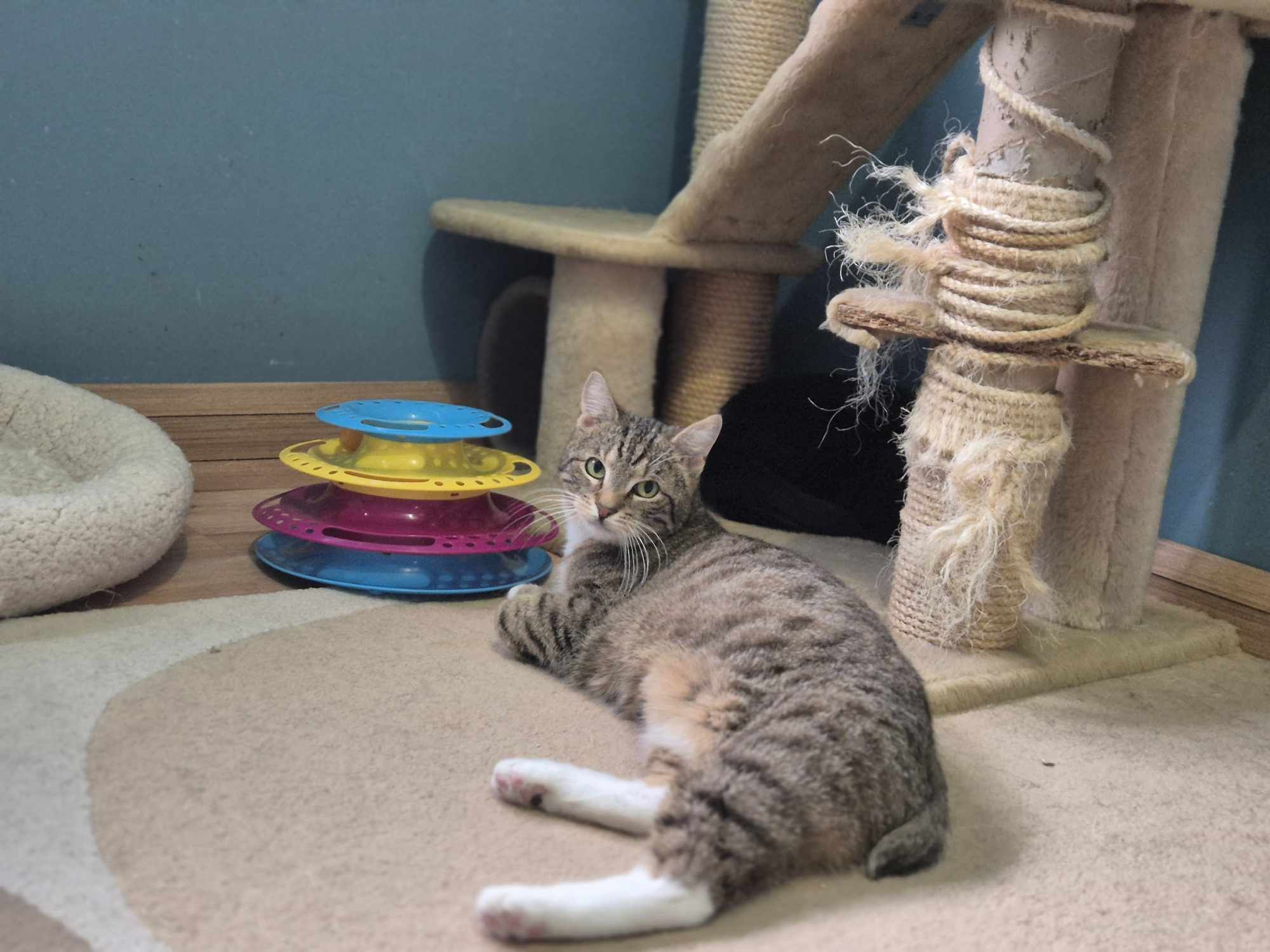 Dynia bardzo chce do domu -kot do adopcji