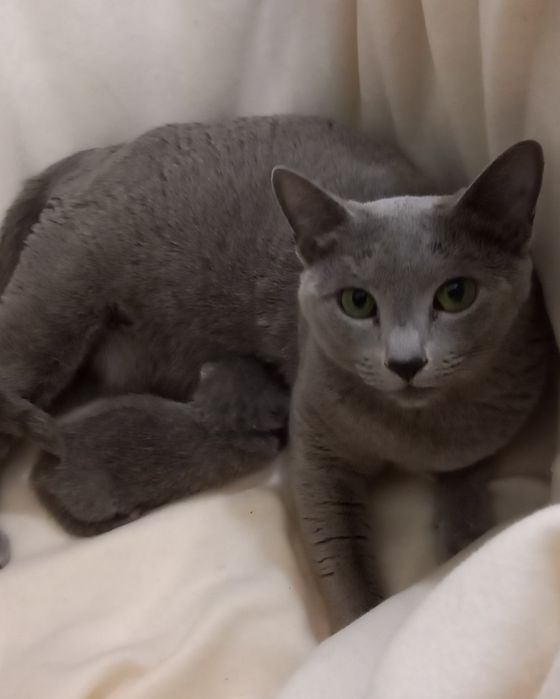 Pięcioletnia kotka rosyjska niebieska rodowód FPL/FIFe