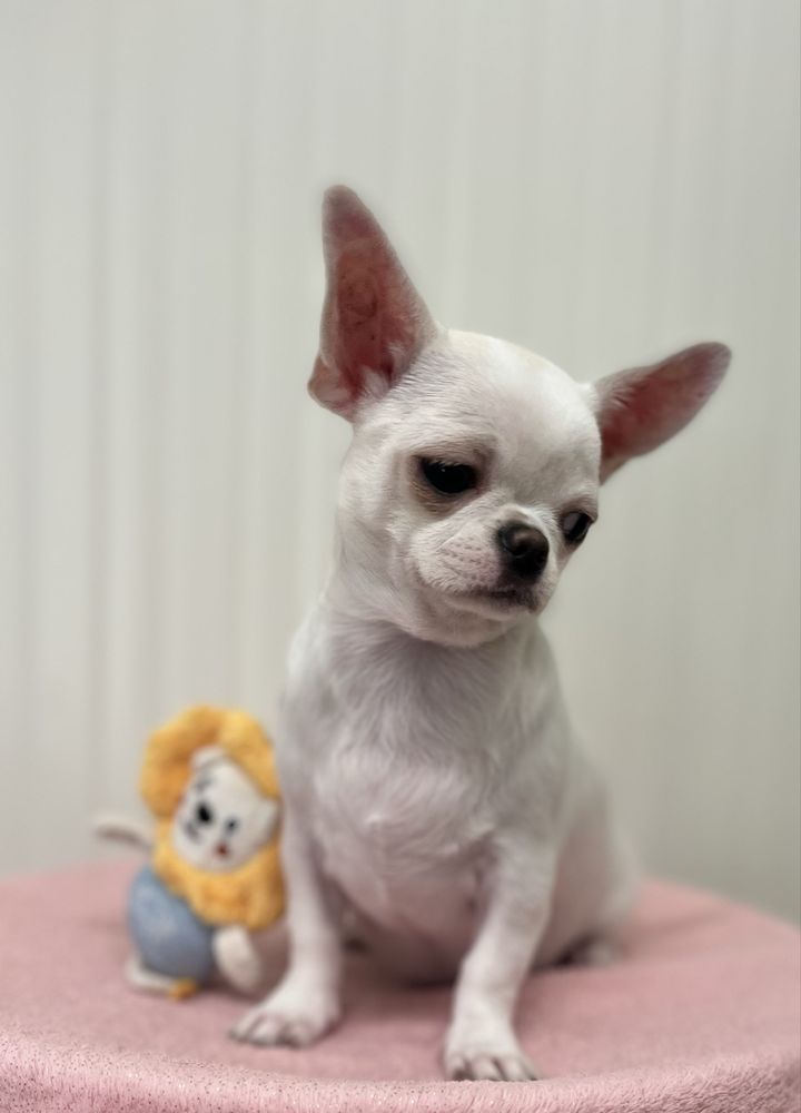 Chihuahua Femea  Pelo Curto