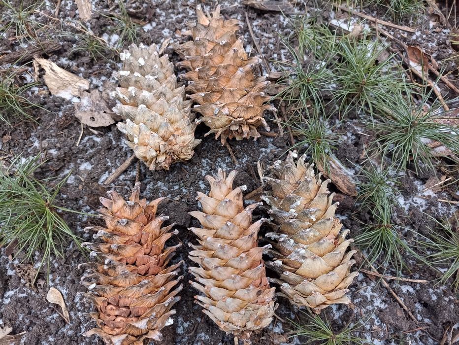 Семена Шишки Кедру Корейського Маньчжурского