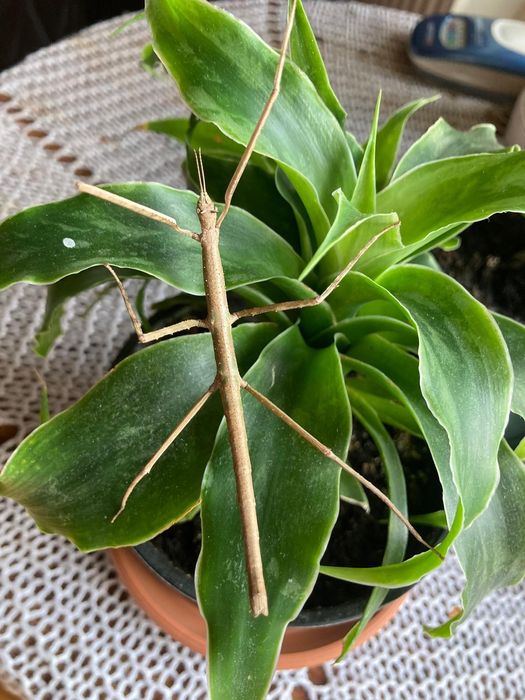 patyczaki możliwa wysyłka