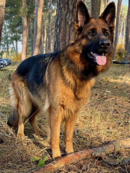 Owczarek niemiecki długowłosy szczeniak suczka