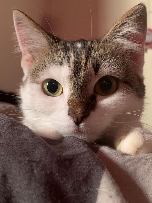 Стрижка собак ,котів  , підстригання кігтів, вичісування.