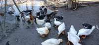 Vendo casal de Patos de Pekin (Marrecos)