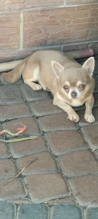 Чіхуахуа хлопчик