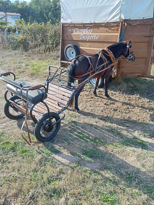 Poney wells com 3 anos