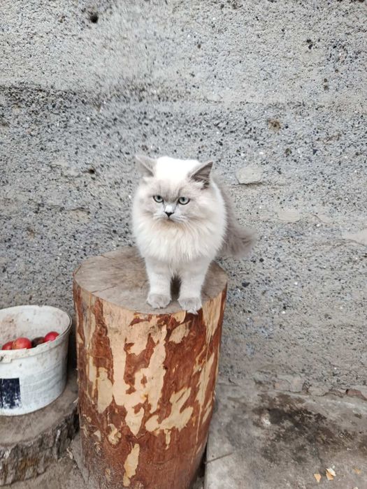 Породиста кицька