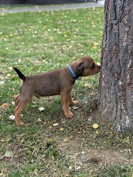 Staffordshire Bull Terrier - Dostępny piesek Staffik
