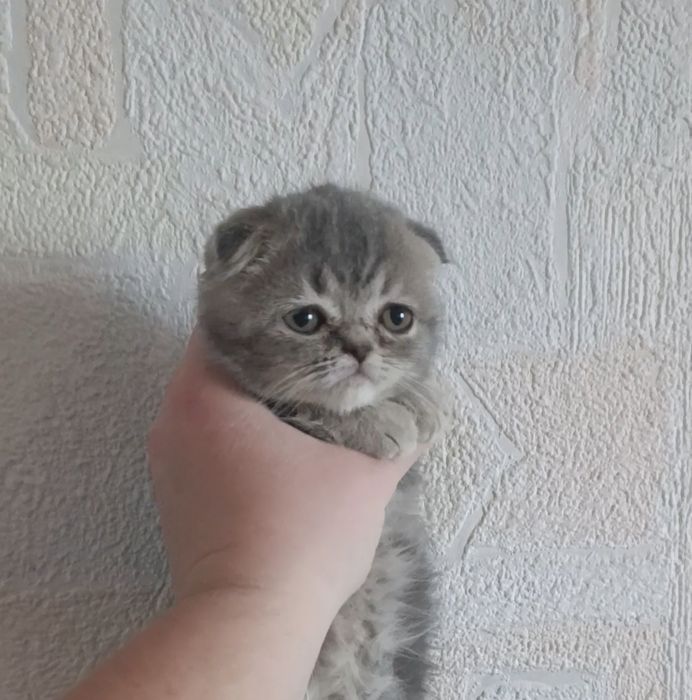 Неймовірні кошенята Страйт Фолд Шотландсткі та британські котята котен