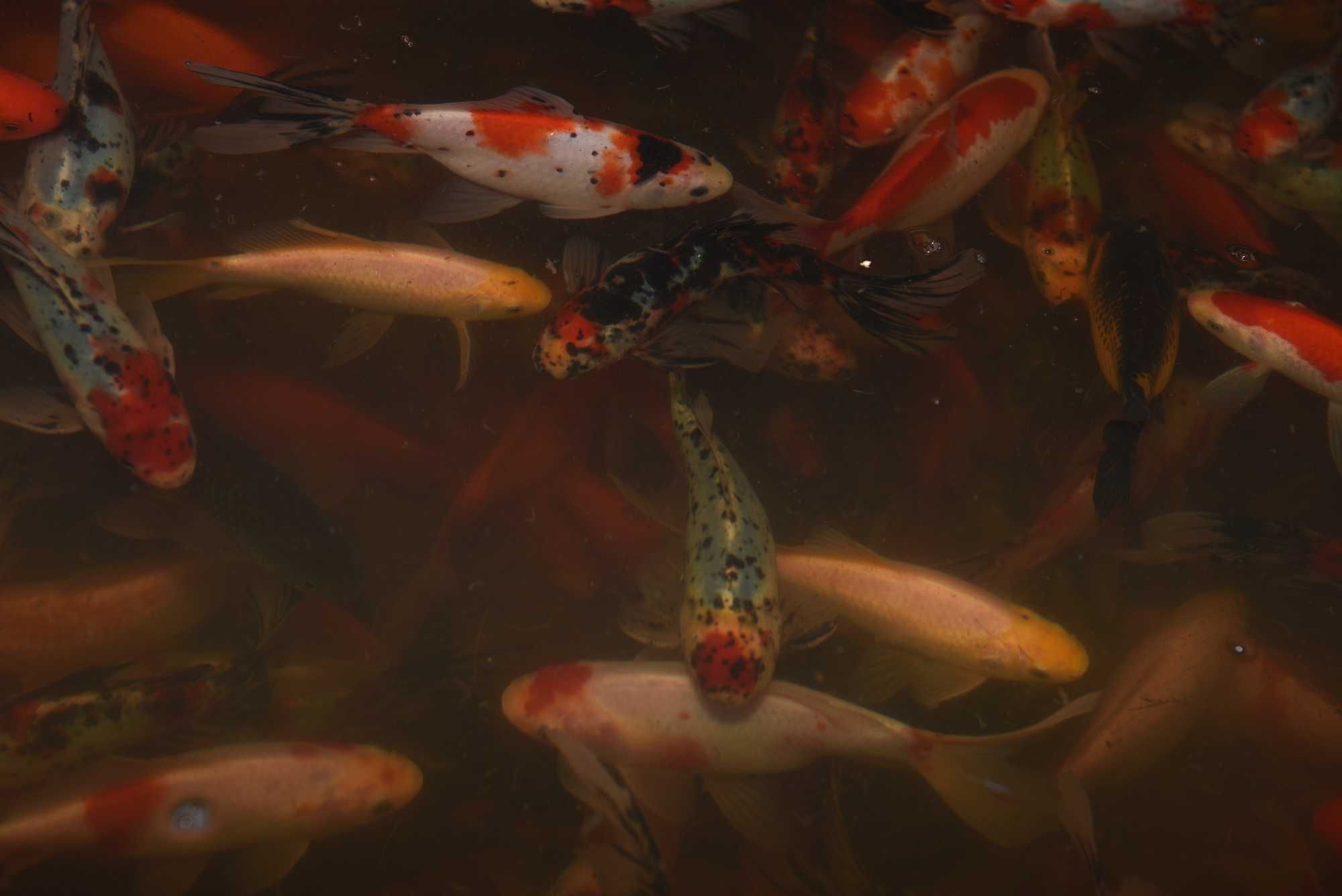 Ryby do oczek wodnych, sprzedaż, hodowla: karp koi, karaś ozdobny