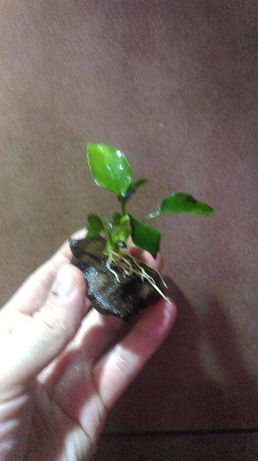 Anubias bonsai Mini na korzeniu - gotowa ozdoba