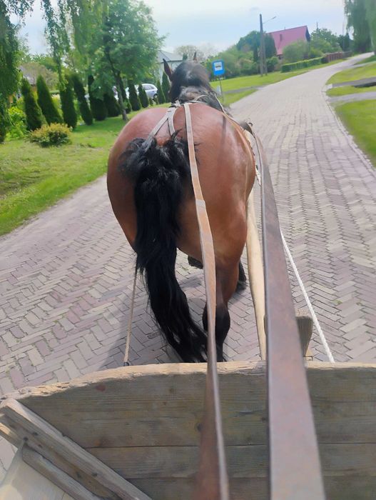 Sprzedam Klacz zaprzęgana