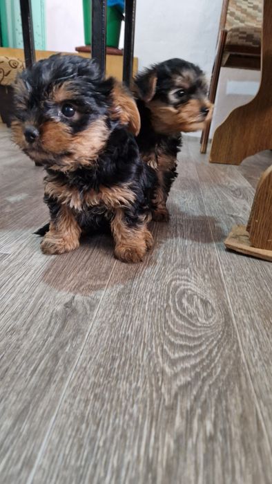 Щенки йорки 2 месяца