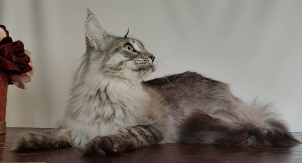 Дівчинка Мейн-кун шукає родину