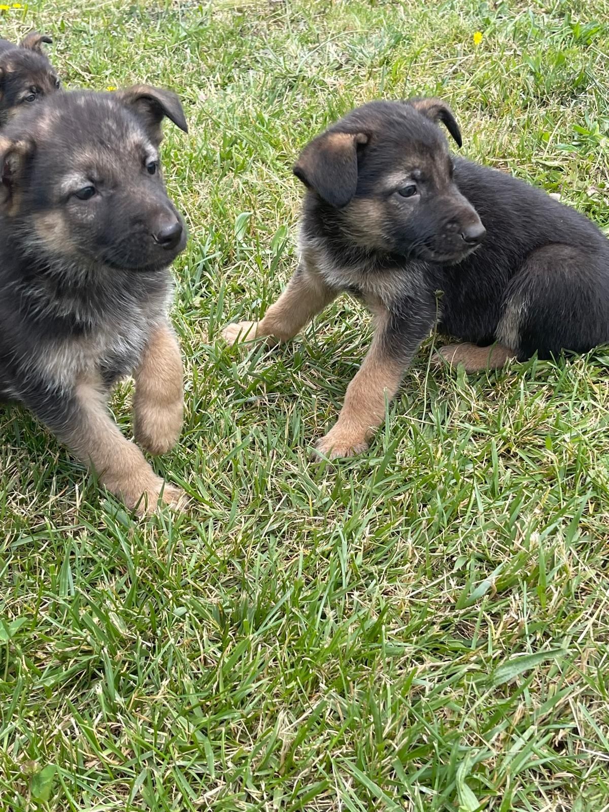Animais cão de raça
