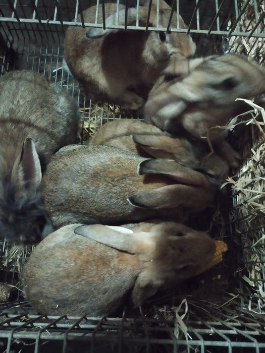 Coelhos para criação ou consumo