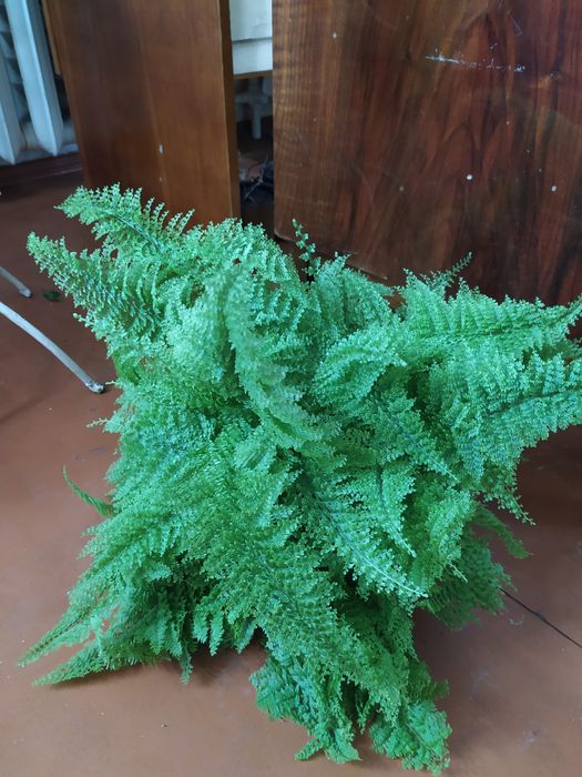 Нефролепис Candy Cotton