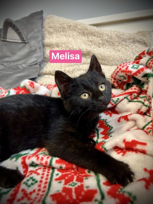 Aria i Melisa- dwie małe koteczki, które wniosą ciepło do Twojego domu