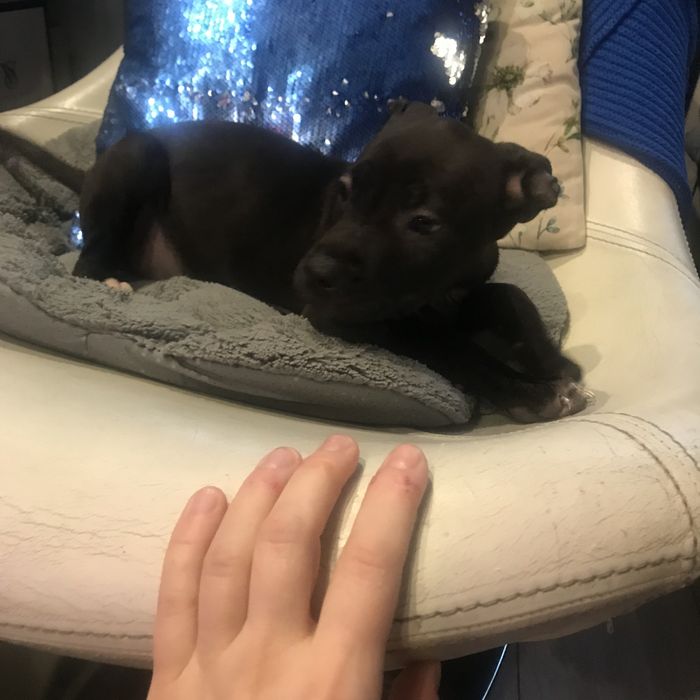 Suczka PitBull 2,5 miesiaca