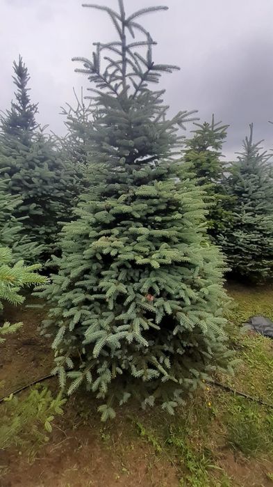 Duży  świerk srebrny  kłujący w donicy