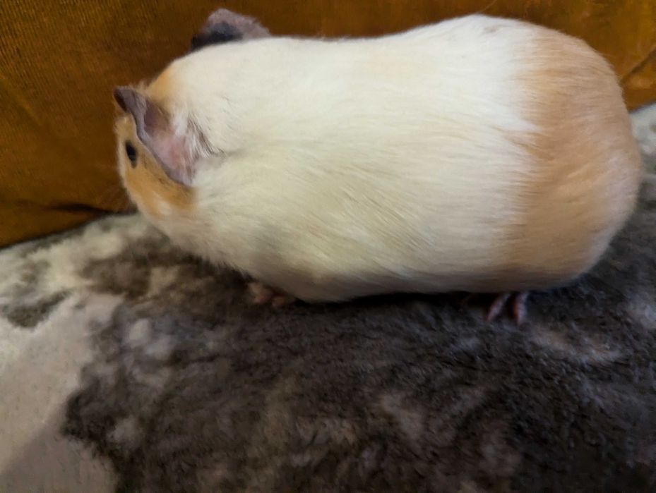 Морська свинка (мурчак, морські свинки)