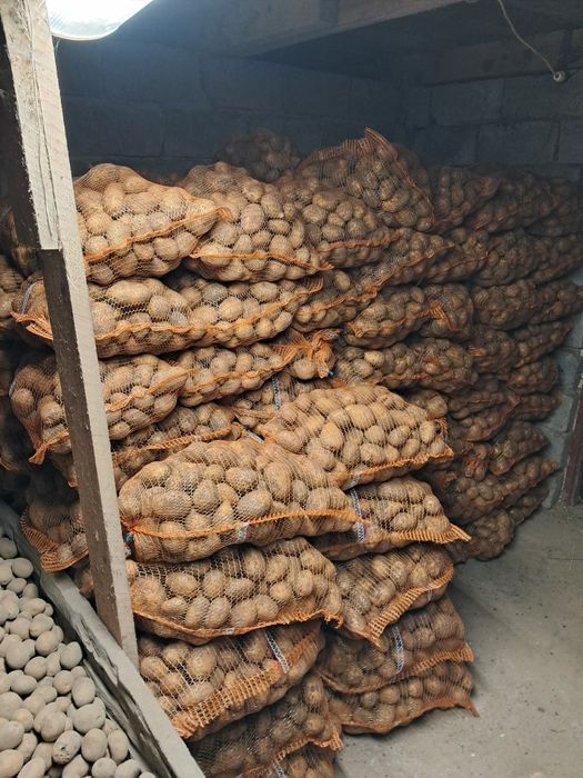 Sprzedam ziemniaki soraya