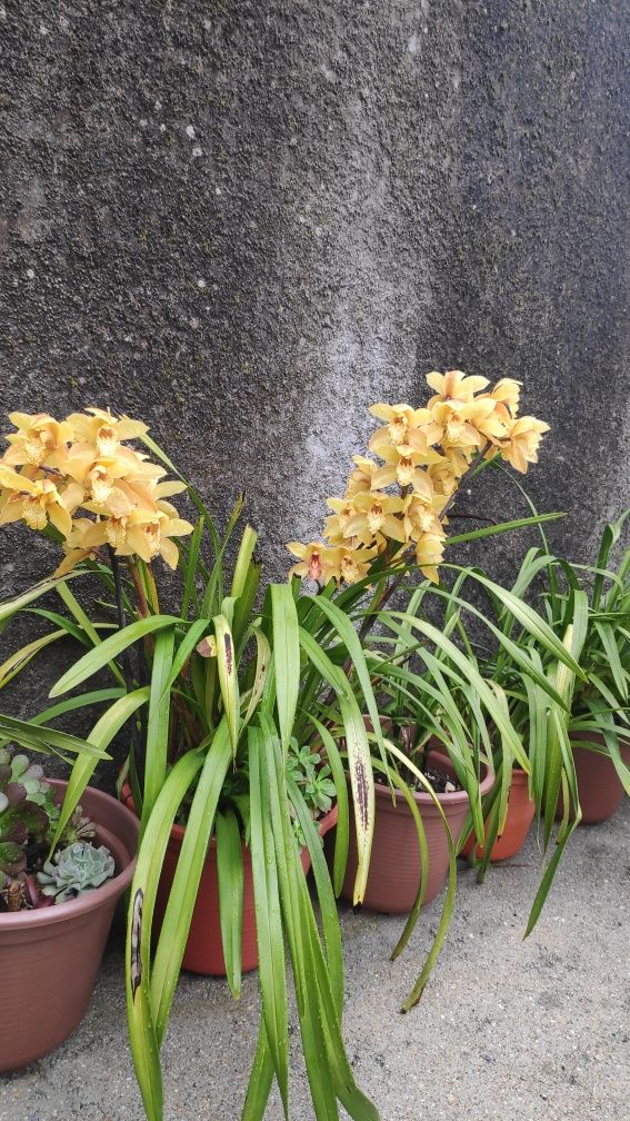 Orquídea Amarela aromática