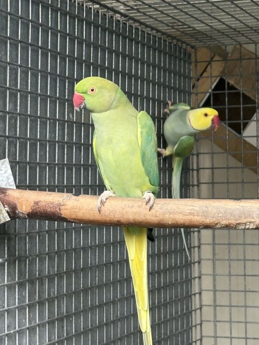 Ring neck casal adulto