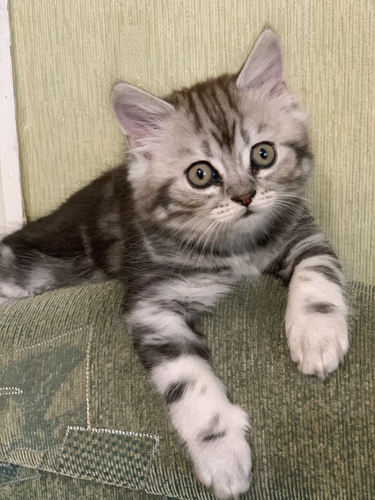 Котик породи шотландська висловуха