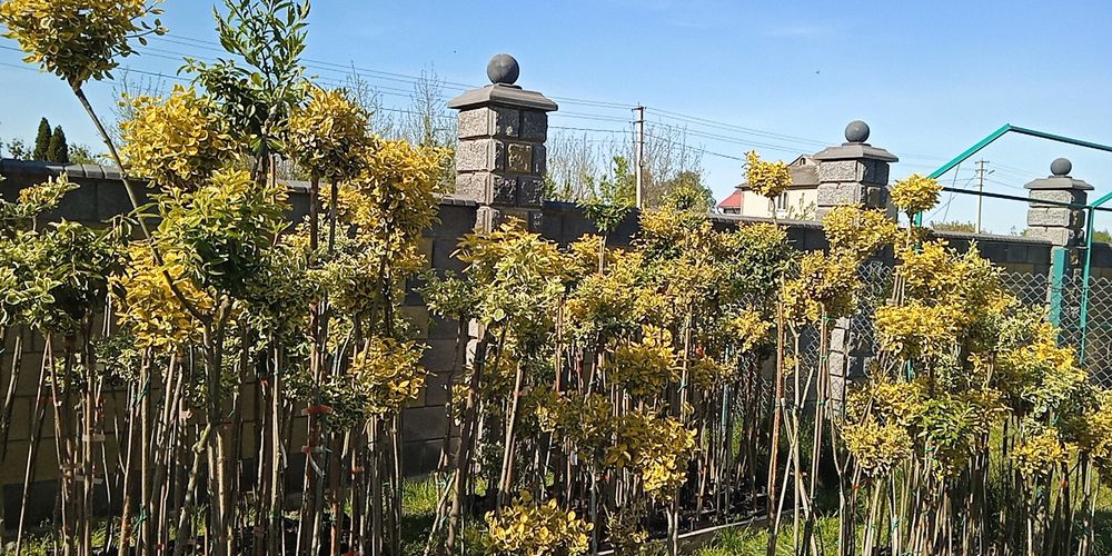 Бересклет на штамбі