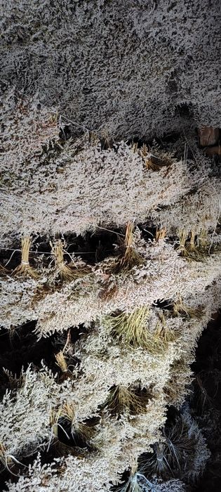 Zatrwian tatarski tegoroczny cena okazyjna