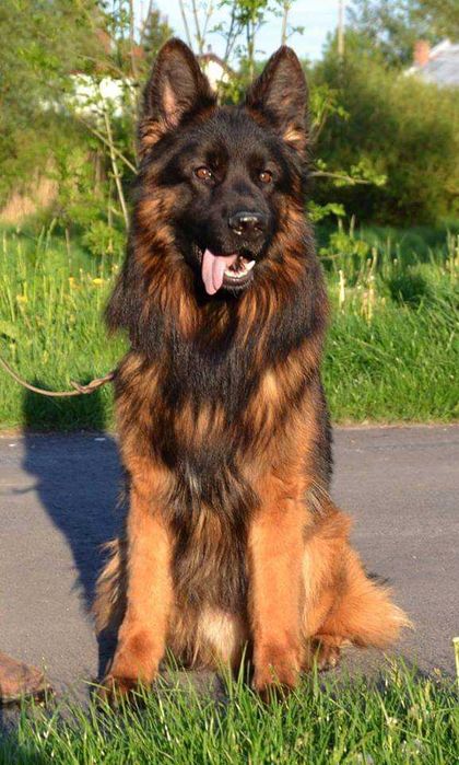 Owczarek Niemiecki Długowłosy Zkwp FCI suczka.Możliwosc wysłania