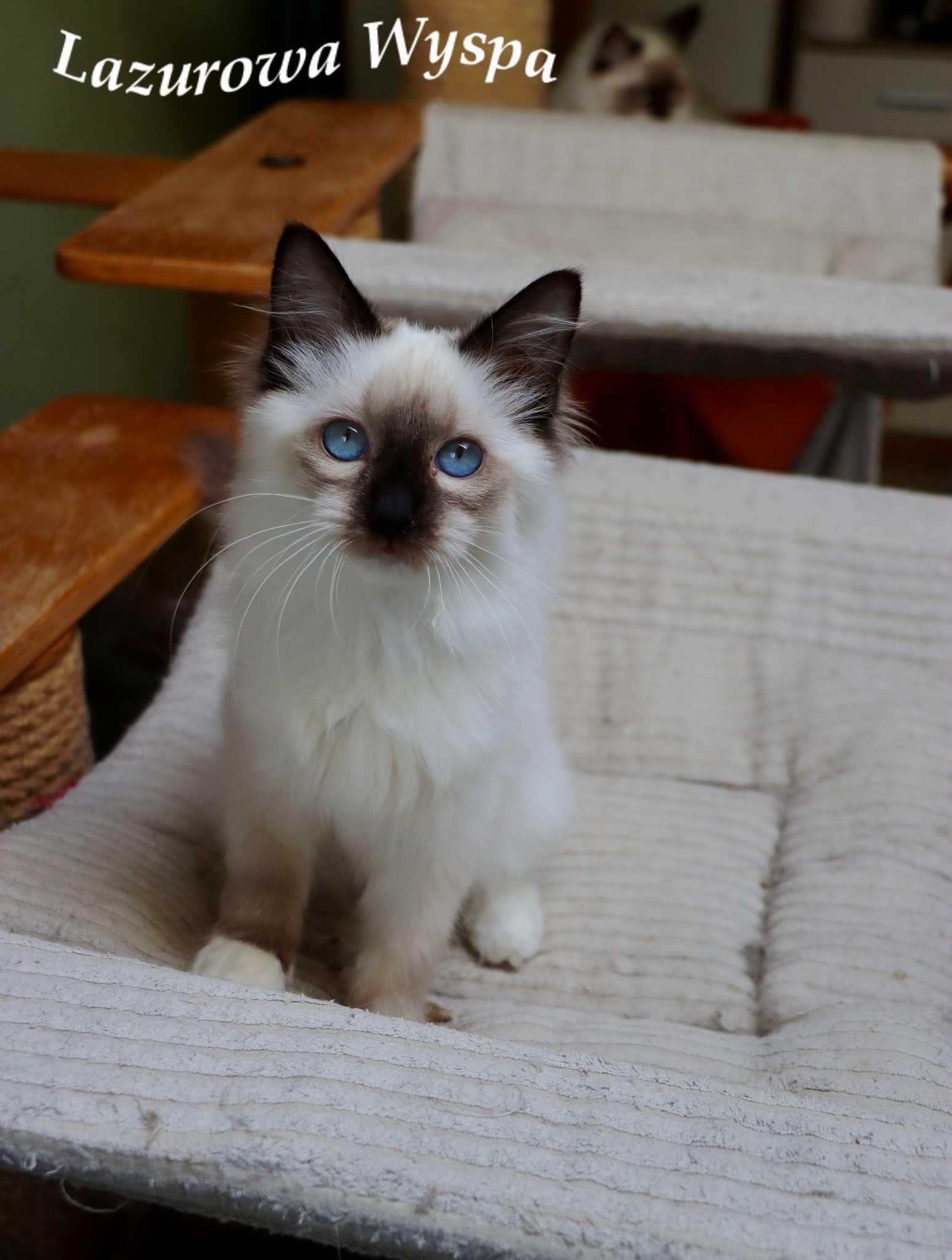 Eleonora ragdoll z Lazurowej Wyspy.