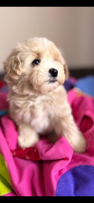 Maltipoo chłopczyk po tea cup pudelku