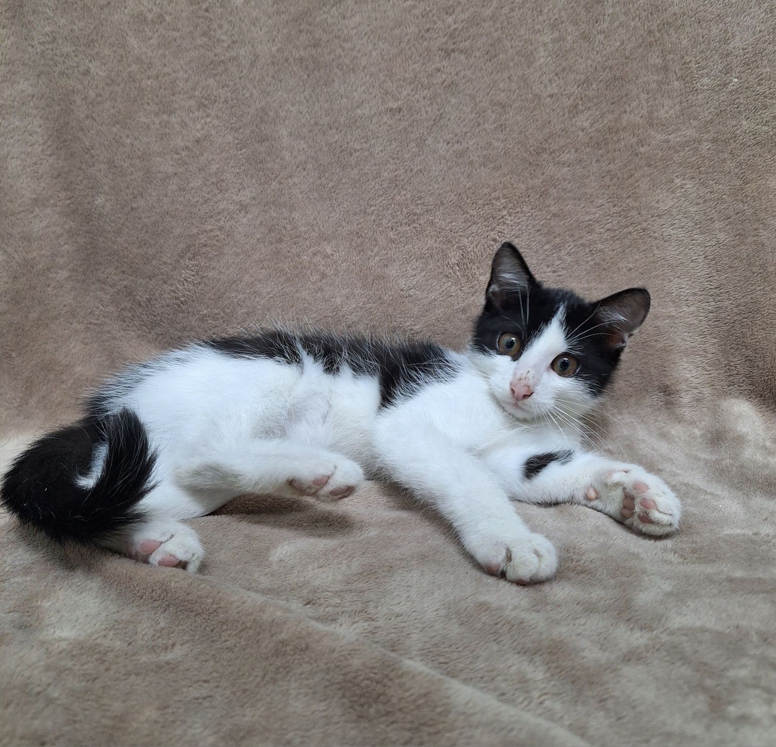 Kocurek do adopcji