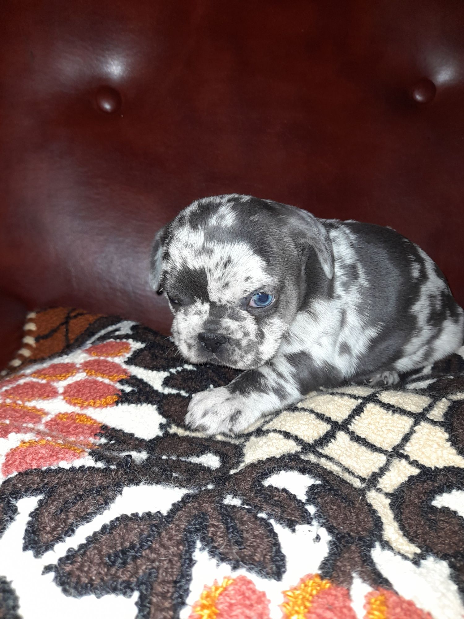 Buldog francuski blue merle