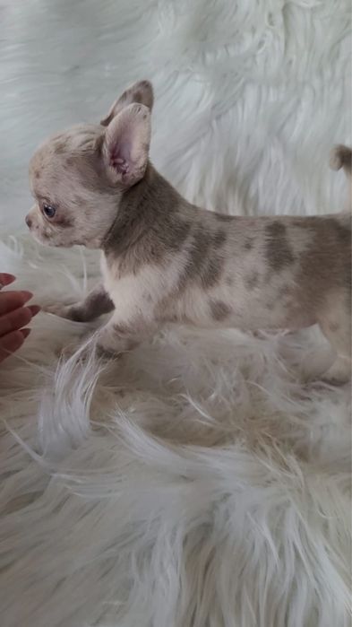 Chihuahua piesek merle