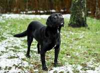 labrador mix szuka domu schronisko Zgierz-aktualne